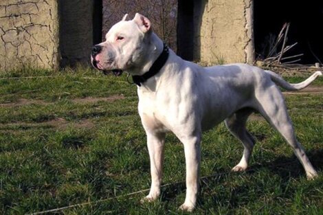 Córdoba: los perros que atacaron y mataron a la adolescente ya habían sido denunciados 