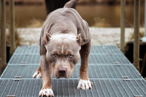 Chip a "perros potencialmente peligrosos" en Córdoba: a qué razas y cuáles son las sanciones 