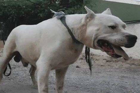 Las tragedias con dogos son cada vez más usuales.