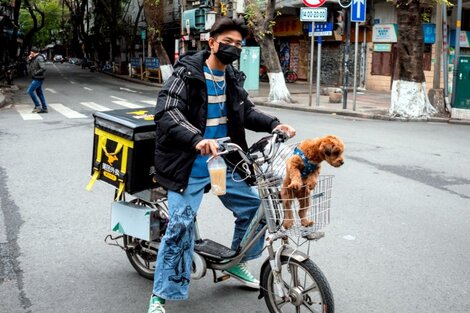 ¿Mascotas perdidas? China encontró la solución con los "detectives de perros"