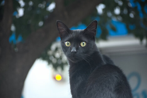 Gatos con gripe aviar, un brote que pone en alerta a la OMS