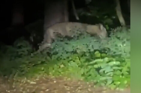 Pánico en Berlín: alerta por una leona suelta en las calles de la ciudad