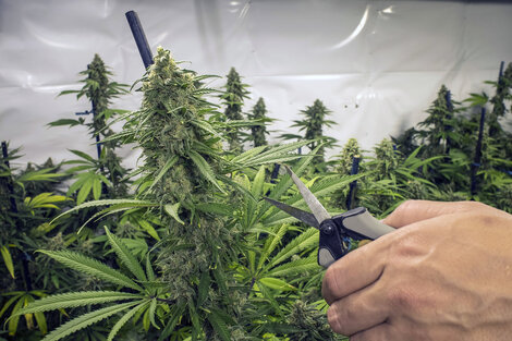 Jujuy es la provincia con mayor superficie plantada para producir cannabis medicinal