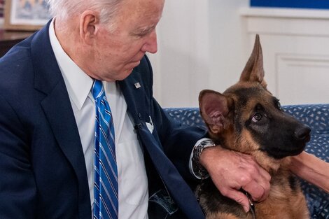 Commander llegó a la Casa Blanca tras la muerte de Champ, otro de los pastores alemanes de la familia Biden