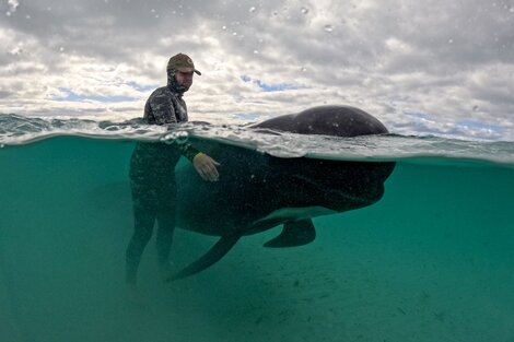 Mueren varadas 51 ballenas piloto en el oeste de Australia