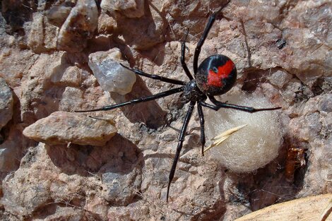 "Para ser Spider-Man": un nene de 8 años se dejó picar por una araña y quedó en terapia intensiva