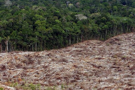 La tala de árboles en la amazonia disminuyó sensiblemente en la presidencia de Lula.