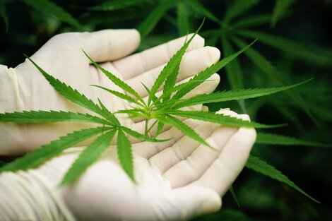 Paso clave hacia la industria del cannabis medicinal