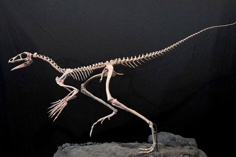 El Venetoraptor gassenae que vivió hace 230 millones de años que, según los investigadores, cambia el paradigma sobre lo conocido hasta el momento en reptiles. Iamgen: Conicet