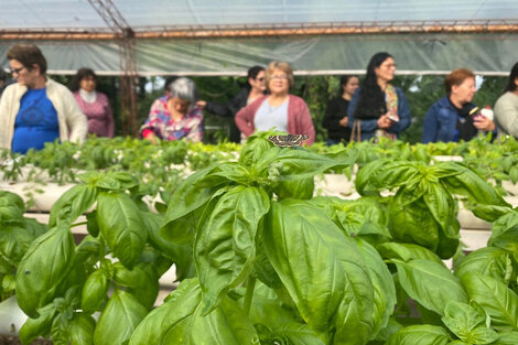 Especialistas de Santa Fe desarrollan insumos ecológicos para la producción agropecuaria