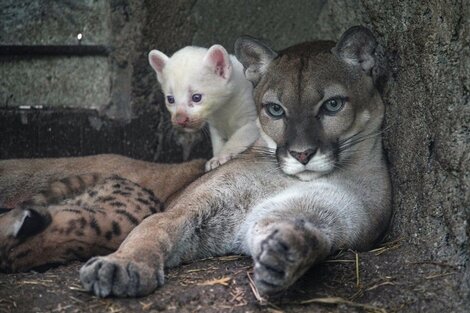 El nacimiento de un puma albino revoluciona Nicaragua