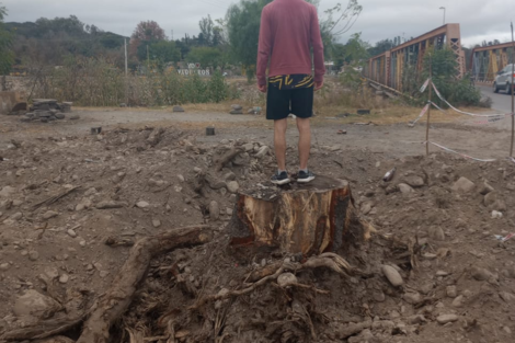 La tala del pacará del puente de Vaqueros