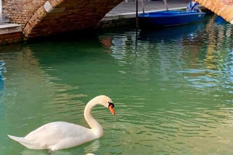 De los vuelos a la estratosfera a los cisnes en Venecia