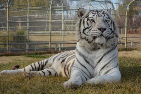 En Río Negro unos ladrones se metieron a la jaula de un tigre para robar una caja fuerte