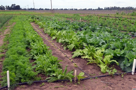 La producción frutihortícola del cinturón platense fue afectada por un fuerte temporal.