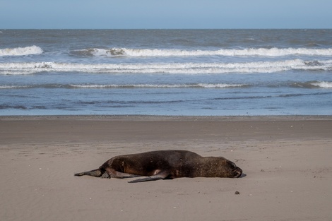 Uruguay confirma su primer caso de gripe aviar en lobos marinos 