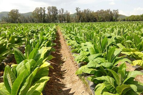 Se oficializó la eliminación de retenciones a las economías regionales 