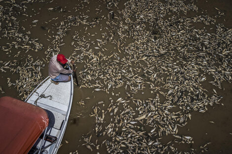 Mueren miles de peces en Brasil por la sequía en la Amazonía (Fuente: EFE)