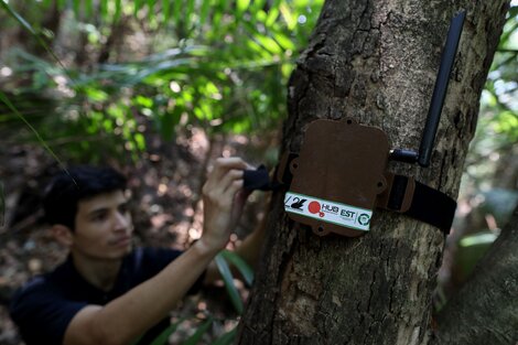 Cómo la Inteligencia Artificial puede proteger la Amazonia de la deforestación (Fuente: AFP)