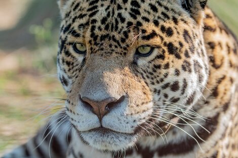 Un yaguareté silvestre fue liberado en los Esteros del Iberá