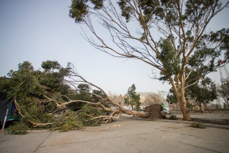 Buenos Aires y otras 5 provincias en alerta amarilla por vientos fuertes, según el SMN