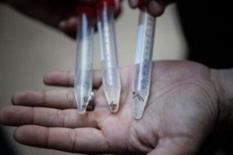 Continúan en crecimiento los casos de salmonella