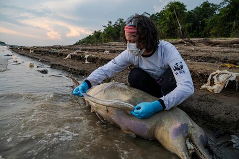 Más de 150 delfines murieron debido a la sequía extrema y las altas temperaturas en Brasil  