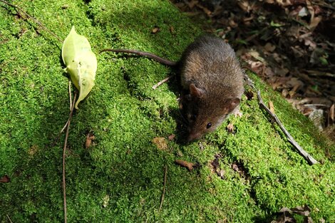 Alerta en Neuquén por un caso sospechoso de hantavirus