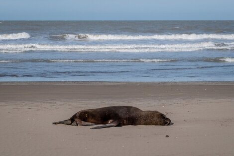 Gripe aviar: al menos 522 los leones y lobos marinos muertos en las playas de Brasil