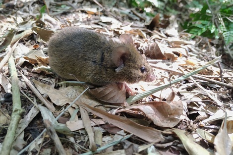 Caso confirmado de hantavirus en Neuquén: se agrava la salud del paciente