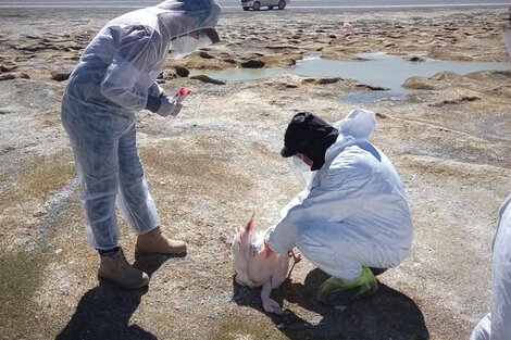 Catamarca: detectan casos de Influenza Aviar en flamencos