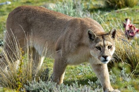 Los pumas son buenos para la salud humana