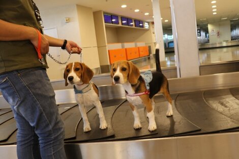 Anuncian un nuevo sistema digital para tramitar y viajar con mascotas al exterior