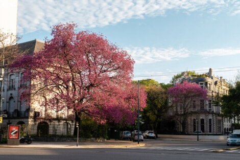 Clima en Buenos Aires: el pronóstico del tiempo para este domingo 19 de noviembre