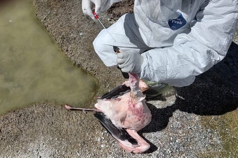 Ya son 220 los flamencos muertos por gripe aviar en Catamarca