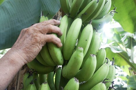 Banana hecha en Salta