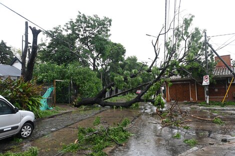 Árboles caídos en las calles, una postal que dejó el temporal en distintos lugares de la Ciudad de Buenos Aires y el conurbano.