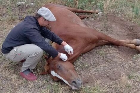 Confirmaron el primer caso de encefalomielitis equina