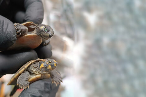 Los pequeños animales fueron llevados a un centro de crianza  (Fuente: Servicio Nacional Forestal y de Fauna Silvestre (Serfor))