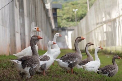 Gansos, los inusuales guardianes en una prisión de Brasil