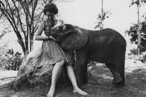 Daphne Sheldrick: la guardiana de los elefantes