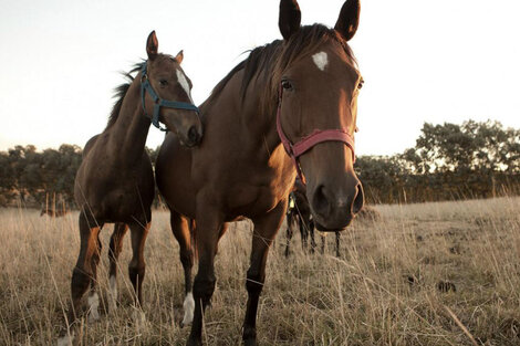 Confirman un muerto por encefalitis equina en Santa Fe 