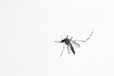 Mosquitos: ¿el jabón que usás puede ayudar a evitar la picazón?