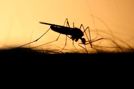 Cómo combatir la "invasión" del mosquito vector de la encefalitis equina