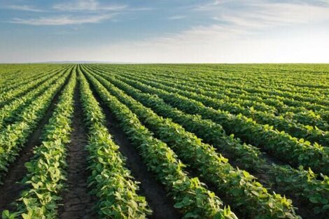 El Niño garantiza agua para la cosecha