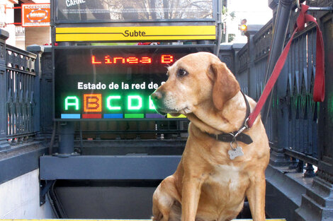 Golpe de calor en mascotas: guía completa de síntomas y tratamientos para perros y gatos