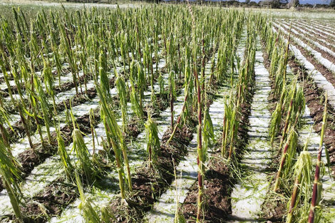 Temporal en Salta y Jujuy provoca pérdidas materiales en distintas localidades