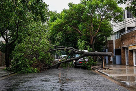 Un árbol caído en calle La Paz al 300. 