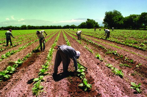 Productores rurales de Salta, preocupados por la ley ómnibus y la inseguridad 