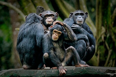 ¡Viva el Partido Chimpancé!